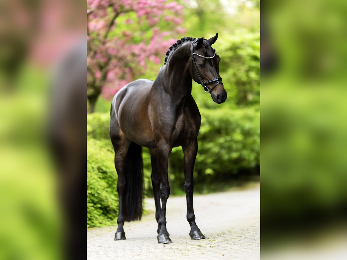 KWPN Klacz 8 lat 167 cm Skarogniada in Bleiswijk