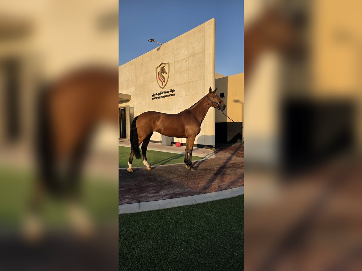 KWPN Klacz 8 lat 170 cm Ciemnogniada in M&#xF6;nchengladbach