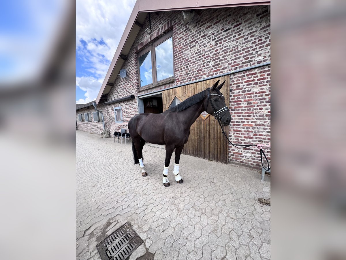 KWPN Klacz 8 lat 174 cm Kara in Willich