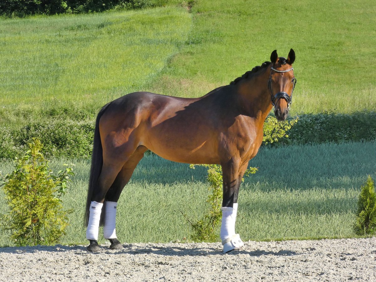 KWPN Klacz 9 lat 163 cm Gniada in Greifenstein