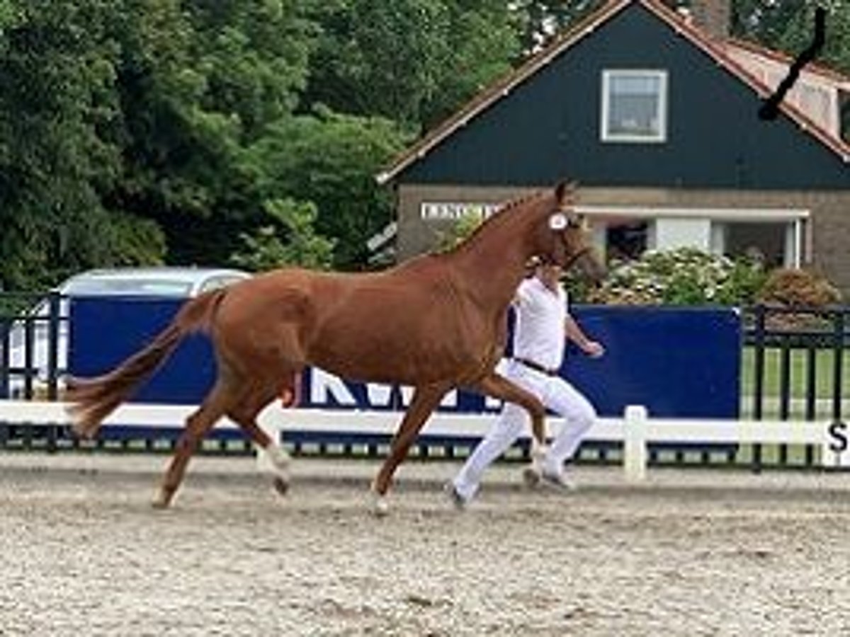 KWPN Klacz 9 lat 170 cm Kasztanowata in Swifterbant