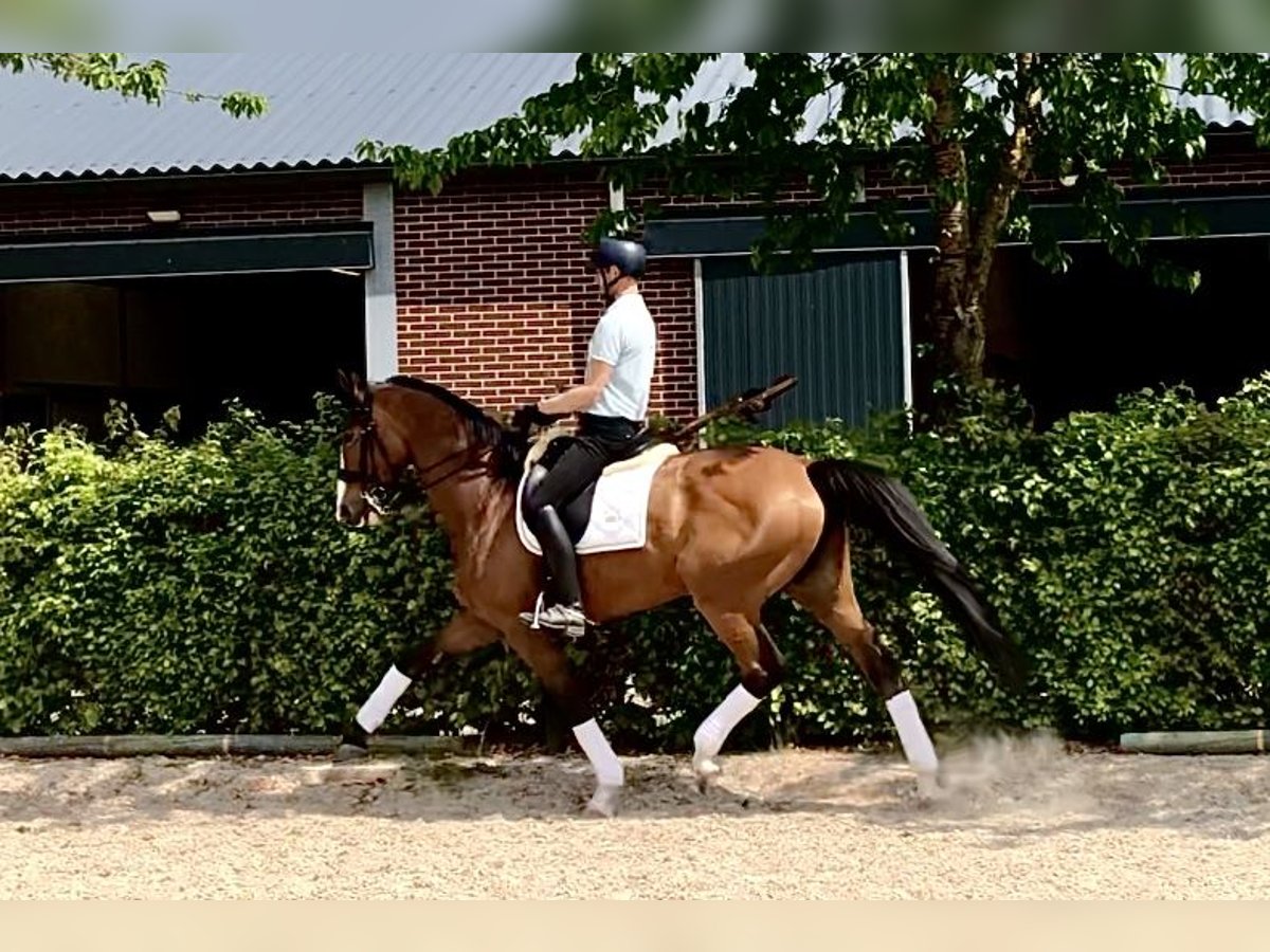 KWPN Klacz 9 lat 172 cm Gniada in Neeritter