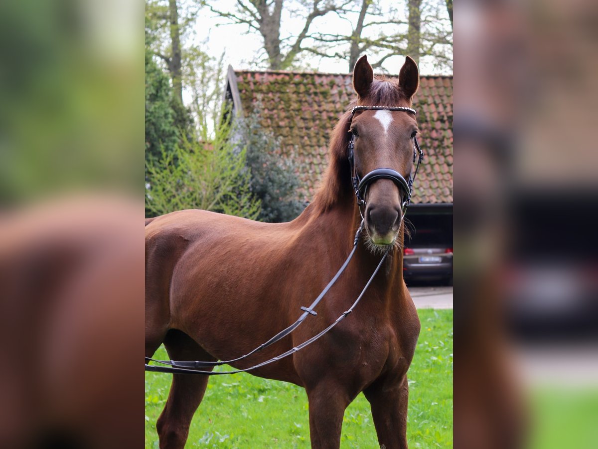 KWPN Klacz 9 lat 175 cm Ciemnokasztanowata in Drentwede