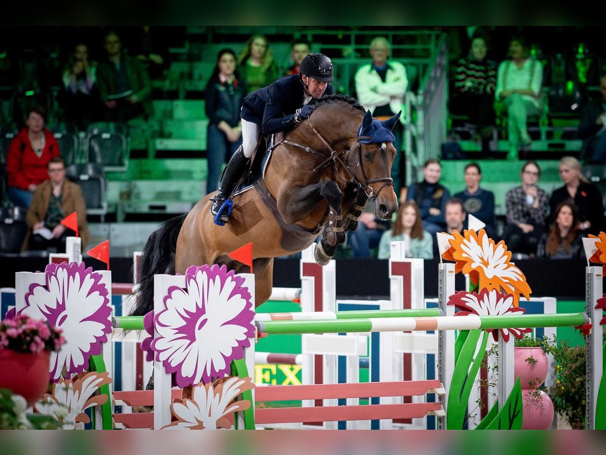 KWPN Klacz Źrebak (01/2025) in Pozna&#x144;