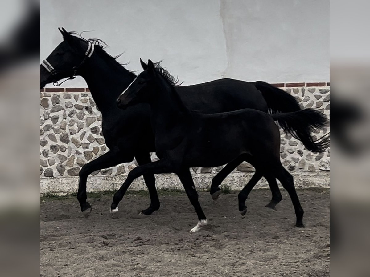 KWPN Klacz Źrebak (07/2024) in Madrid