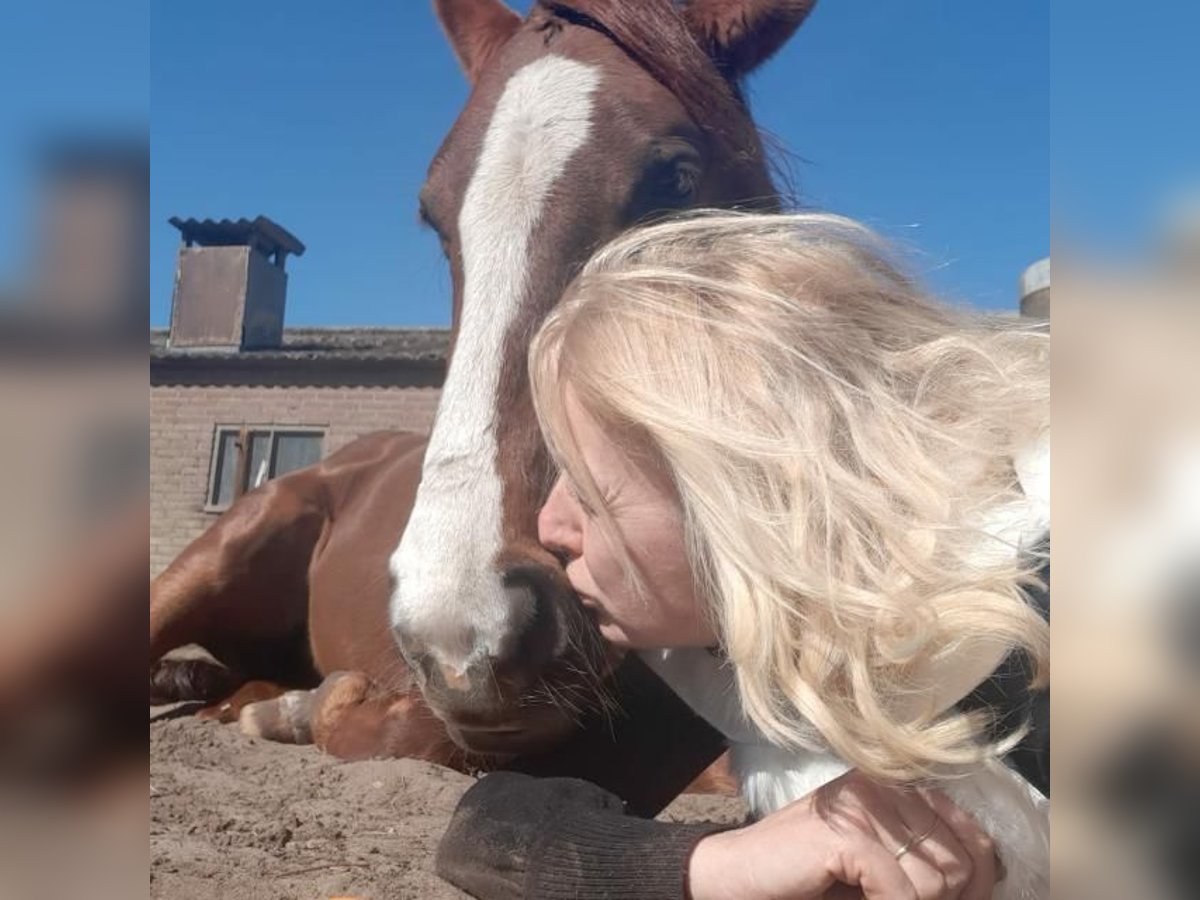 KWPN Mix Mare 10 years 14,3 hh Chestnut in Lunteren
