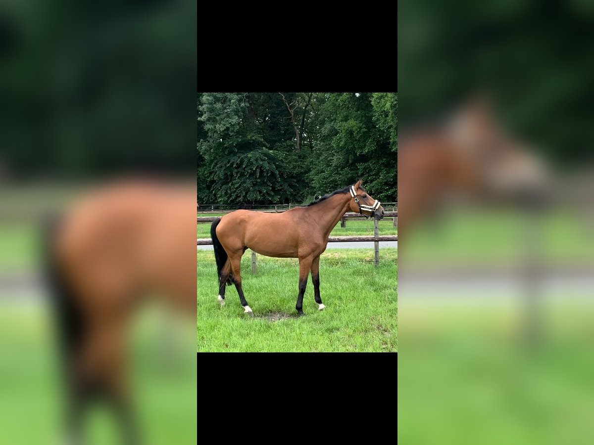 KWPN Mare 10 years 16,1 hh Brown in Gescher