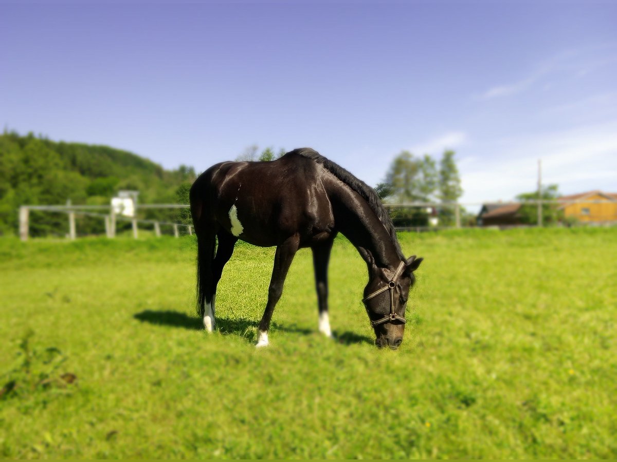 KWPN Mare 10 years 16,1 hh Smoky-Black in Kirchheim