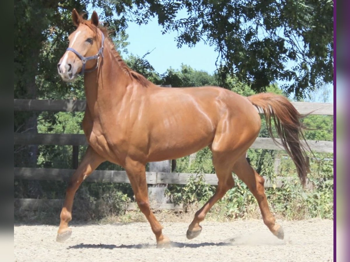 KWPN Mare 10 years 16,2 hh Chestnut-Red in Klagenfurt