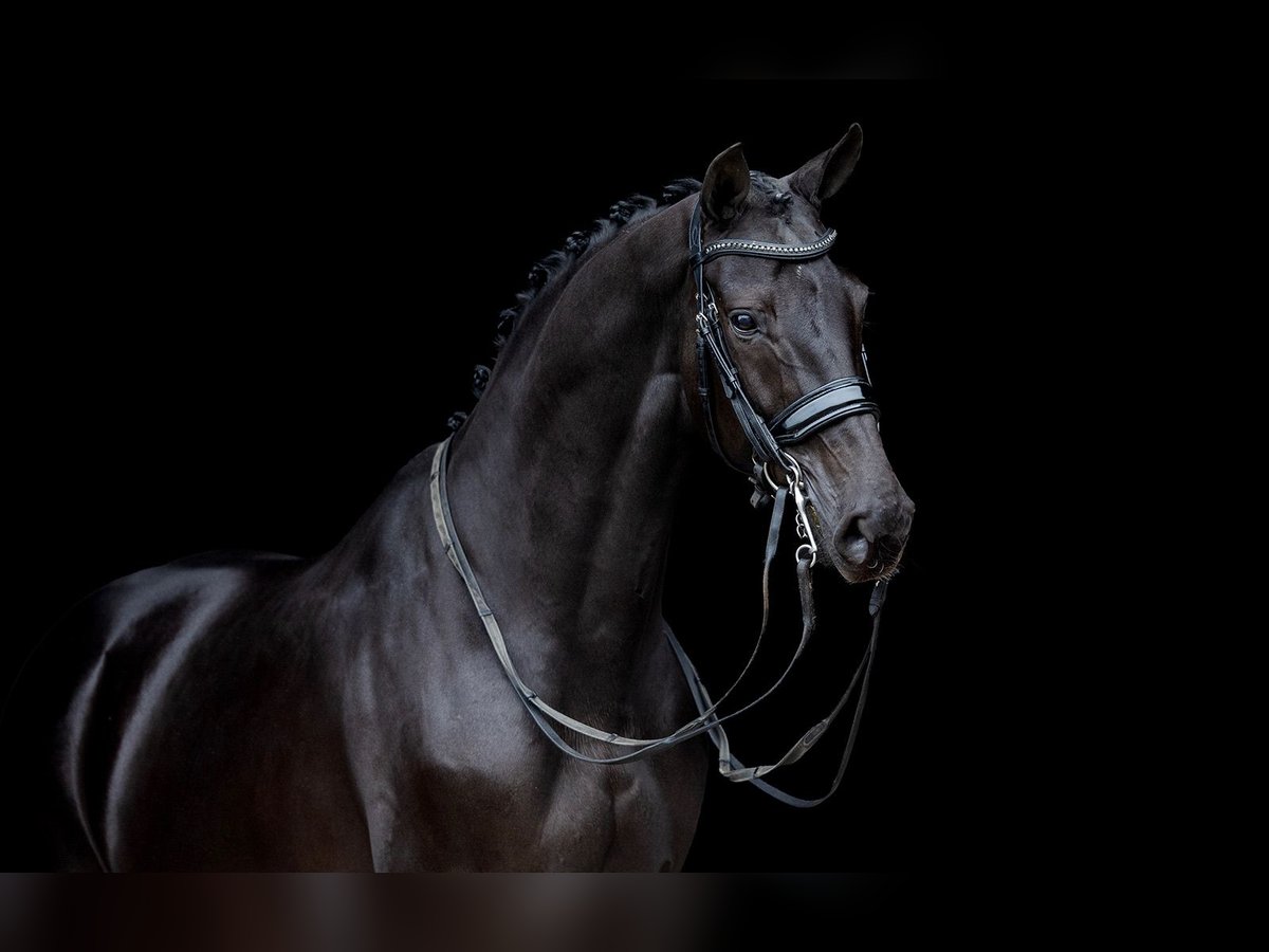 KWPN Mare 10 years 16 hh Bay-Dark in Kwadijk