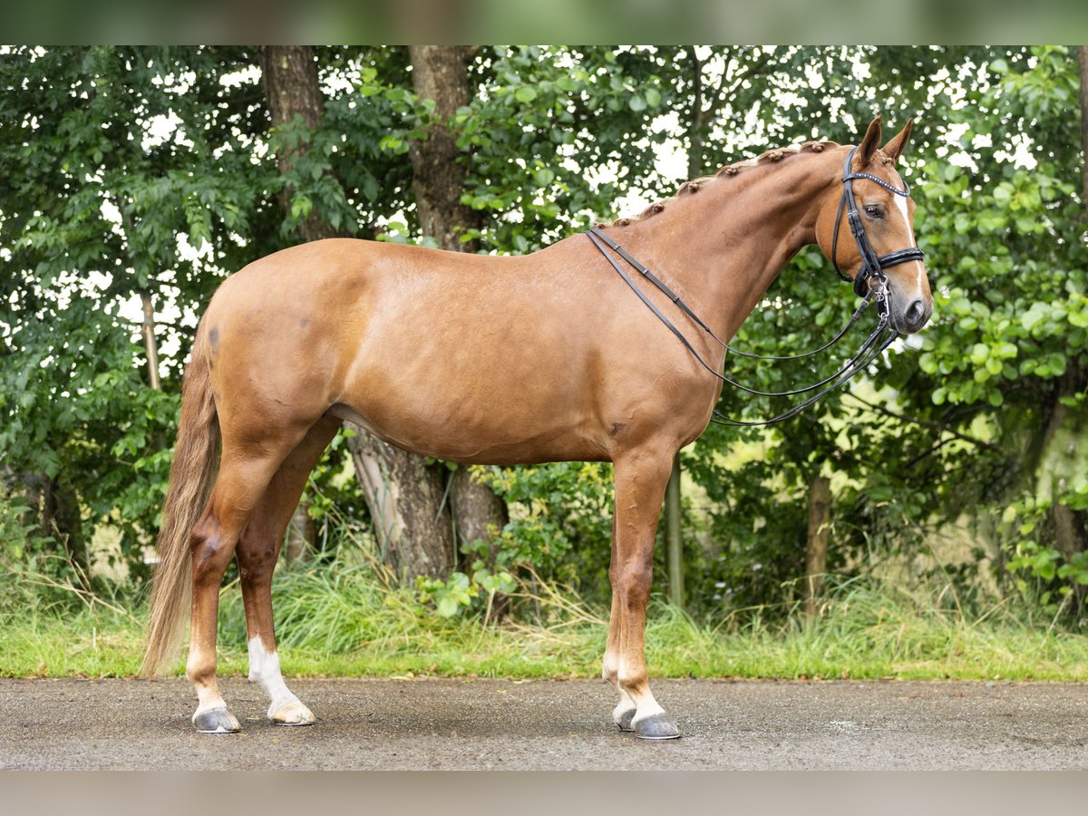 KWPN Mare 10 years 16 hh Chestnut-Red in Broeksterwâld