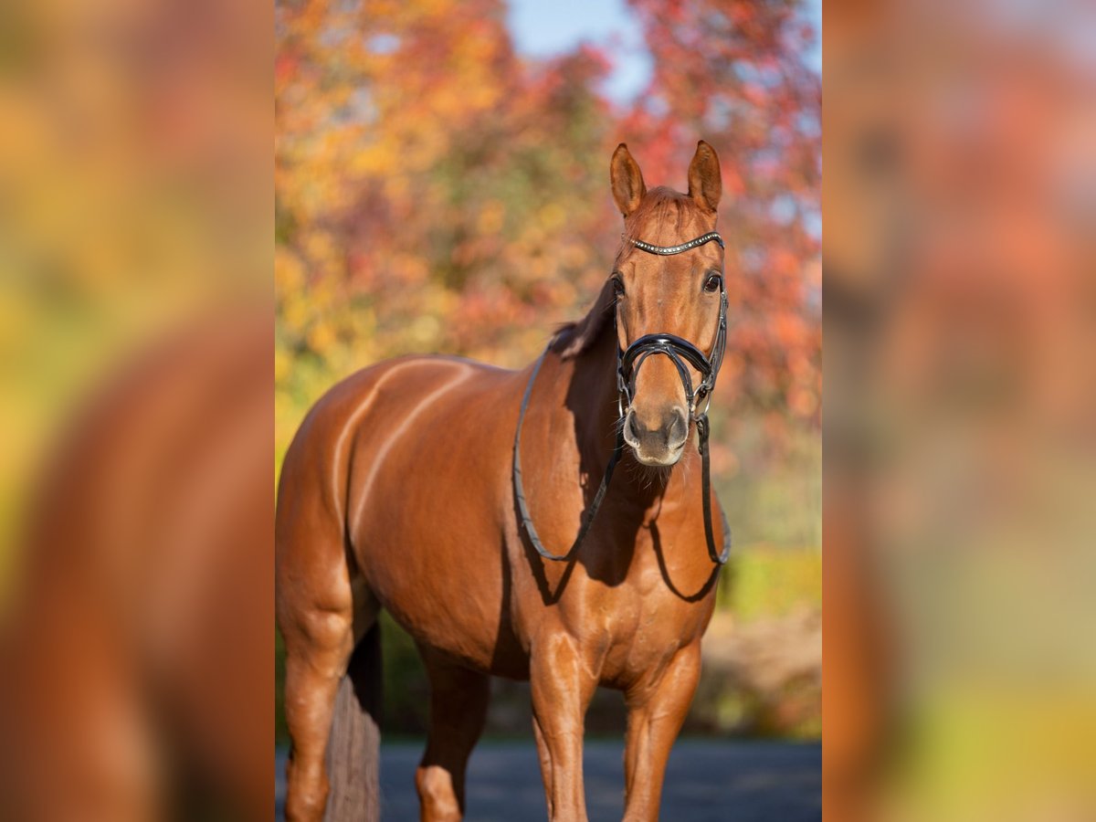 KWPN Mare 10 years 16 hh Chestnut-Red in Kedichem