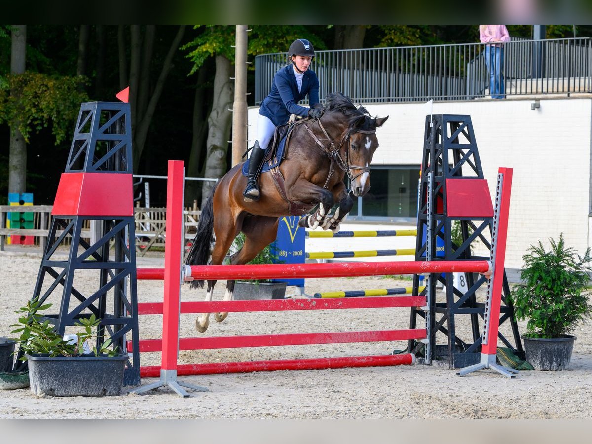 KWPN Mare 10 years 16 hh in Delft