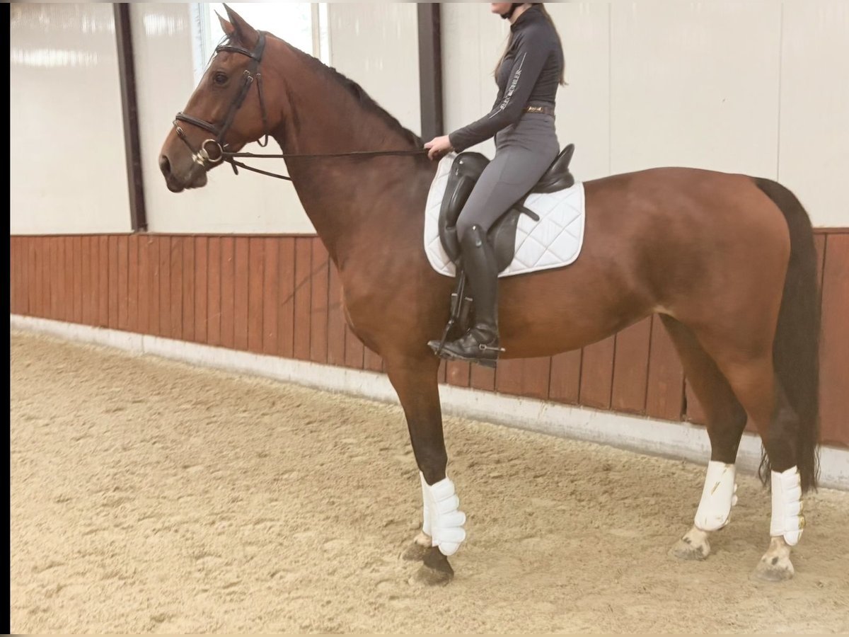 KWPN Mare 10 years 16,2 hh Brown in Meijel