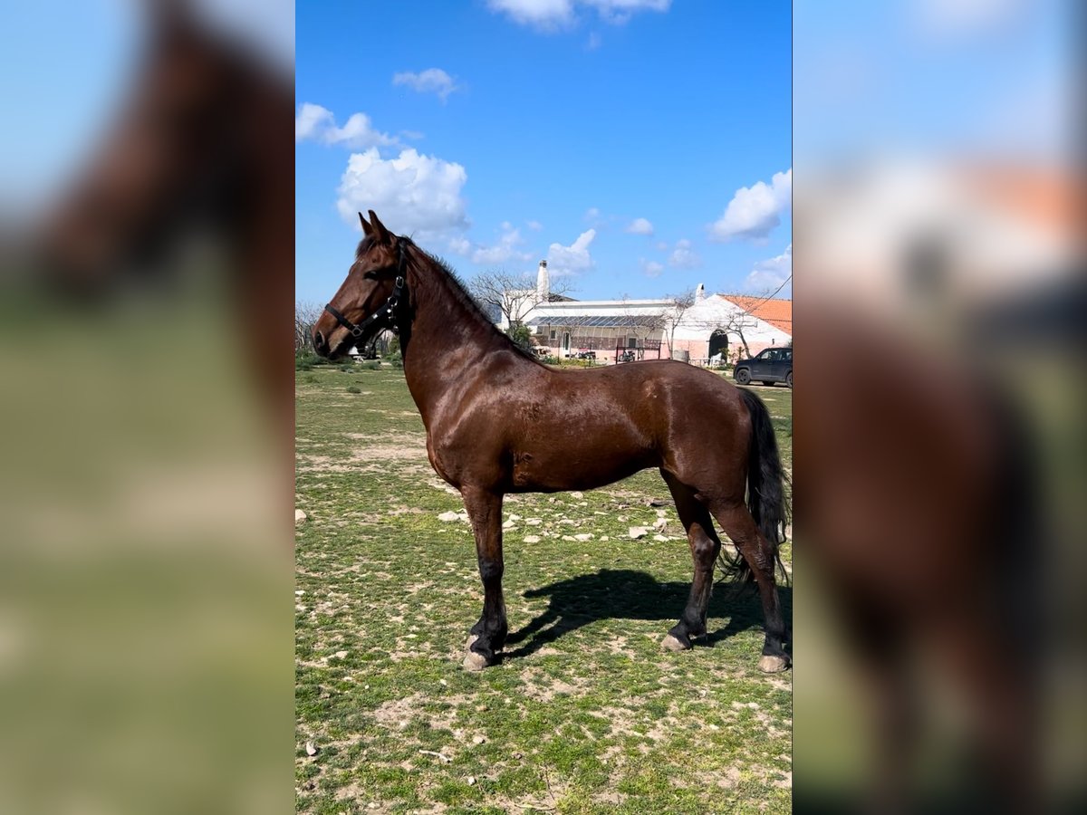 KWPN Mix Mare 10 years 16,2 hh Brown in Matine