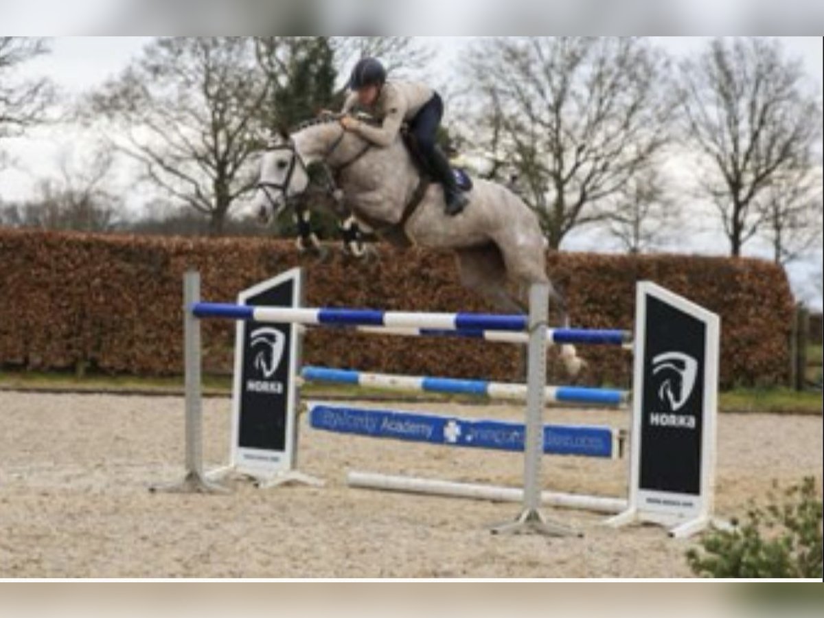 KWPN Mare 10 years 16,3 hh Gray in Langenselbold