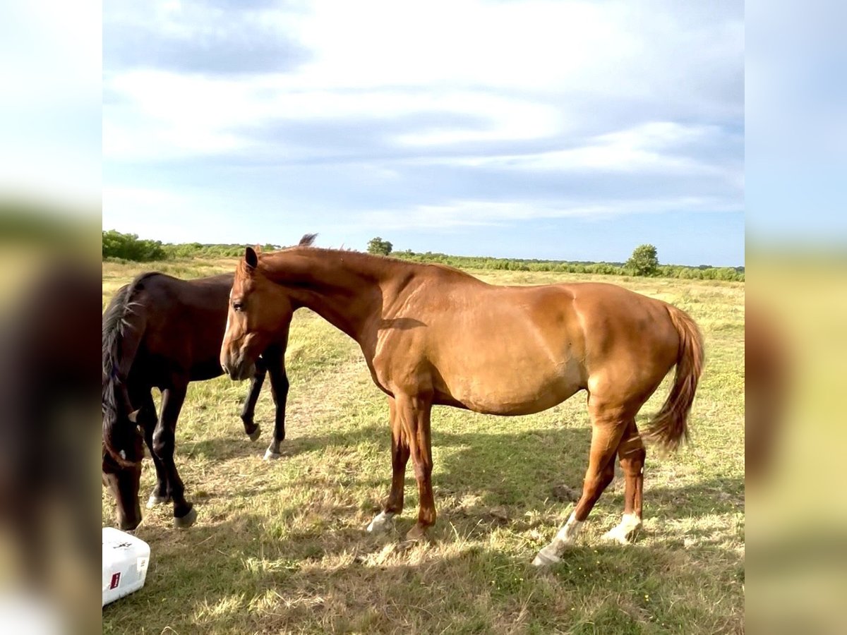 KWPN Mare 10 years 17 hh Chestnut-Red in Le Teich