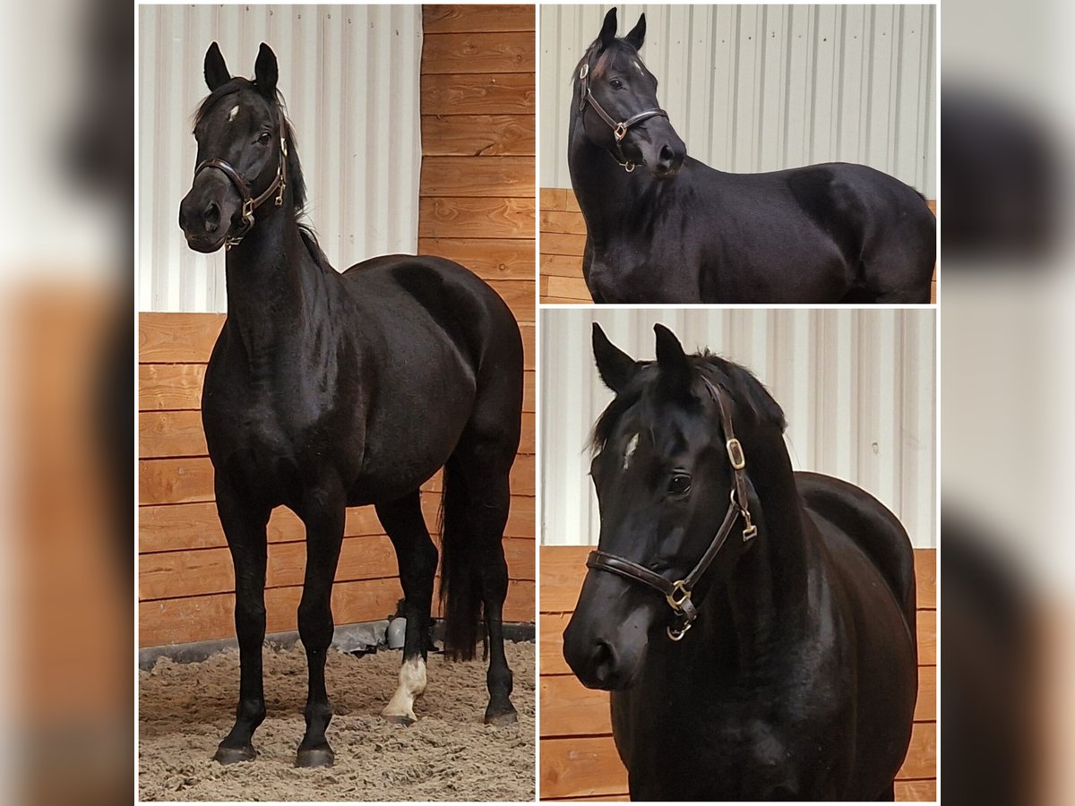 KWPN Mare 10 years in Den Ham