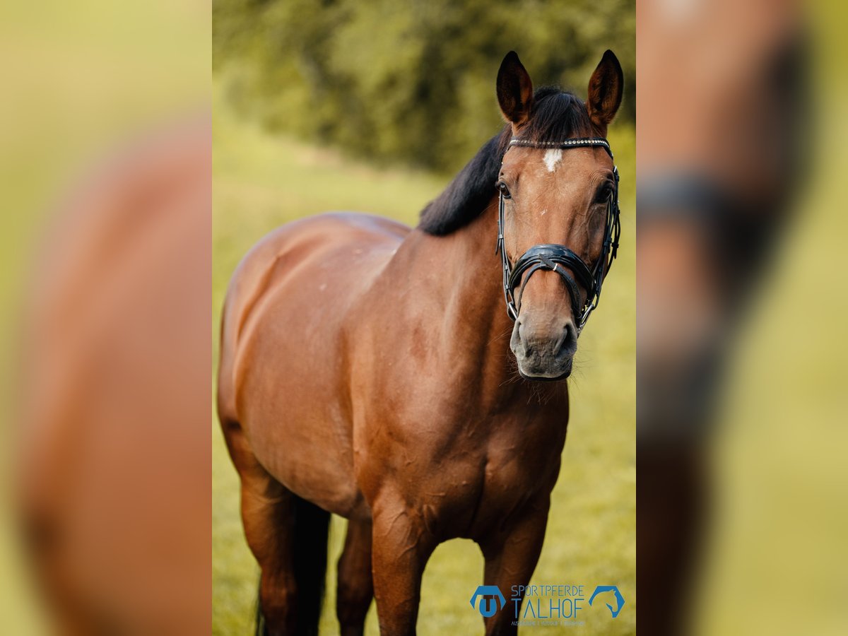 KWPN Mare 11 years 16,1 hh Brown in Korntal-Münchingen