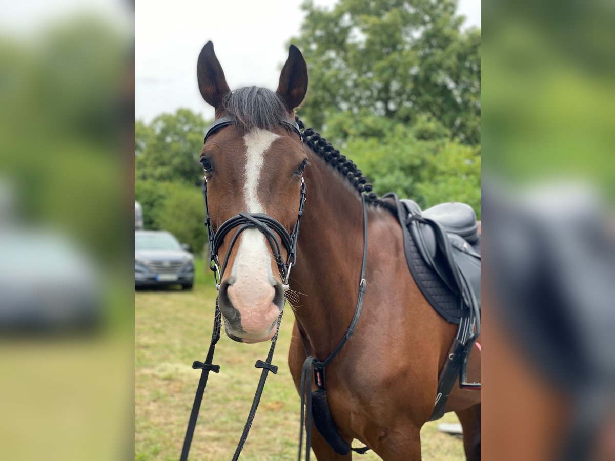 KWPN Mare 11 years 16,1 hh Brown in Willich