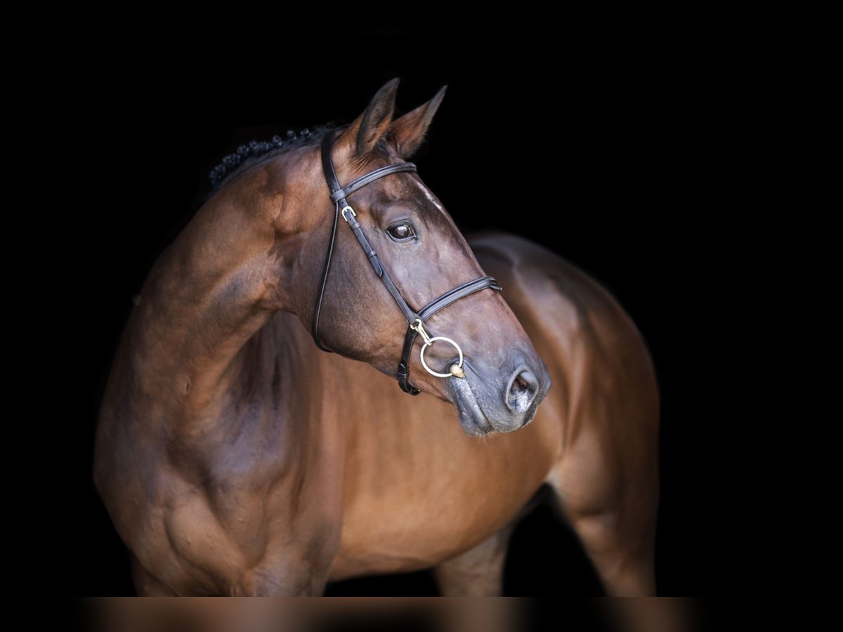 KWPN Mare 11 years 16,3 hh Bay-Dark in dinteloord