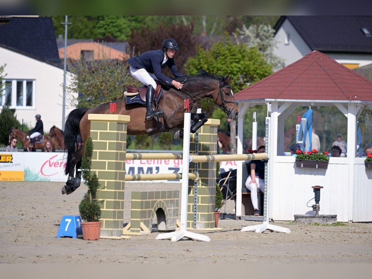 KWPN Mare 11 years 16 hh Bay-Dark in Weisendorf