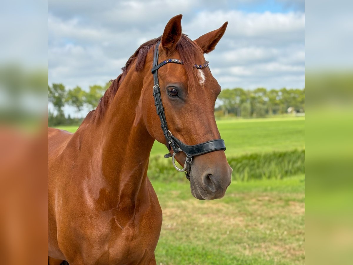 KWPN Mare 11 years 16 hh Chestnut in Leeuwarden