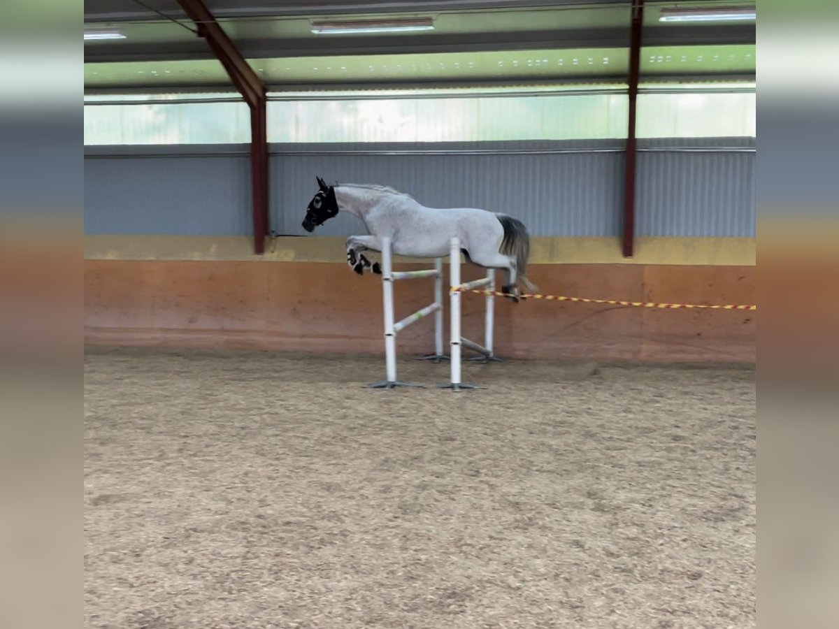 KWPN Mare 11 years 16 hh Gray-Fleabitten in rimbo