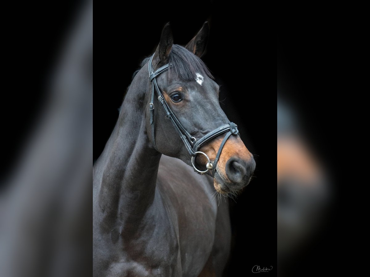 KWPN Mare 11 years 16 hh Smoky-Black in Leichlingen