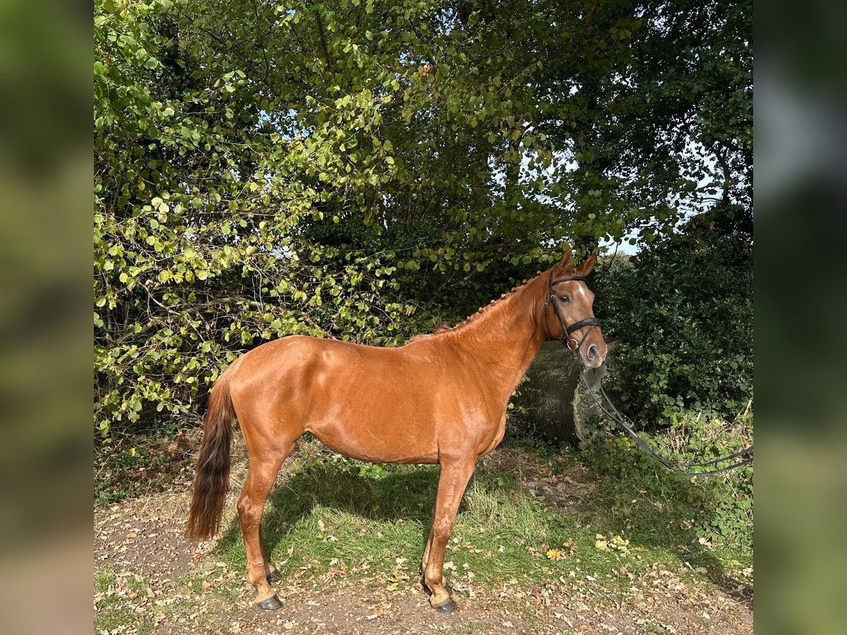 KWPN Mare 11 years 16,1 hh Chestnut-Red in GROTE-BROGEL