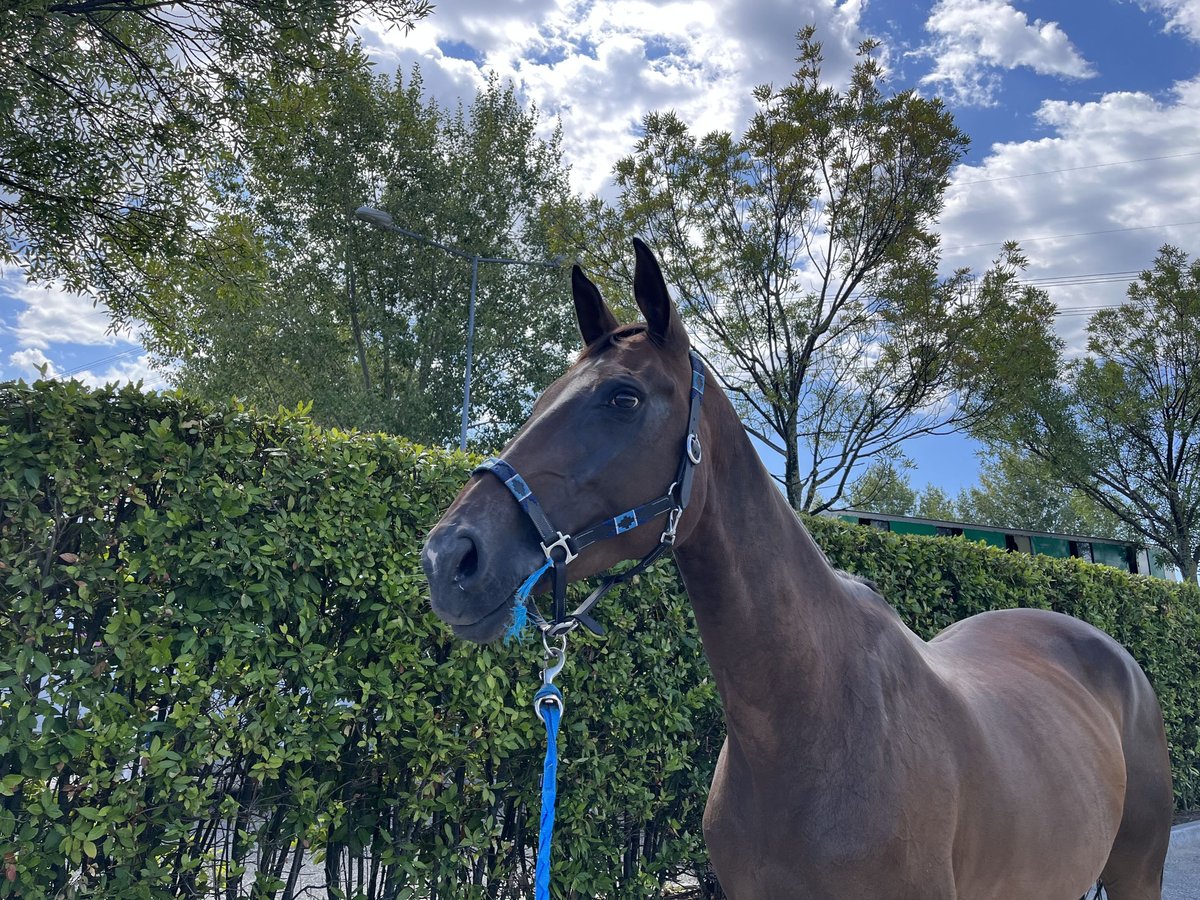 KWPN Mare 11 years 16,2 hh Bay-Dark in Casinalbo
