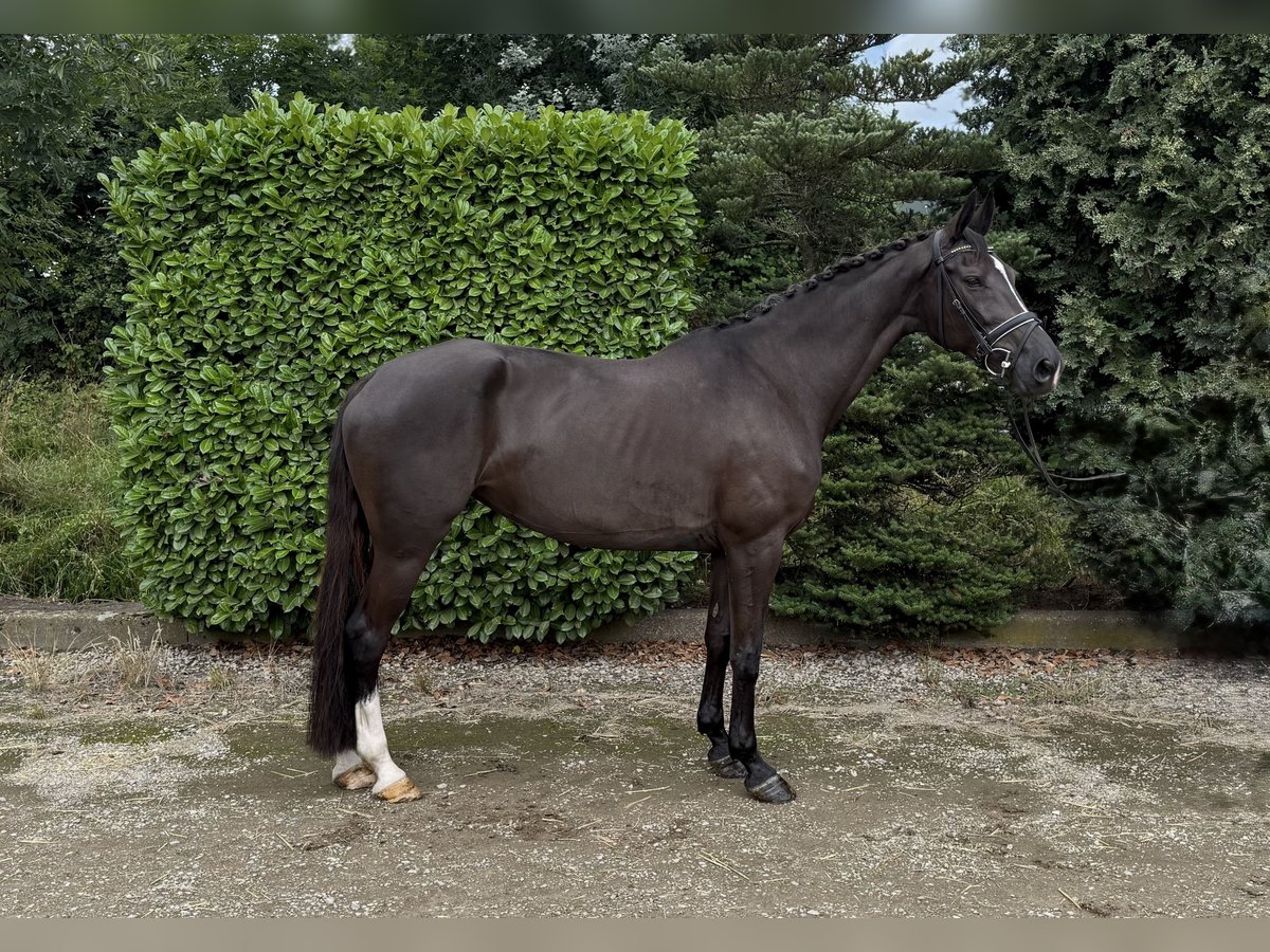 KWPN Mare 11 years 16,2 hh Black in Oud Gastel
