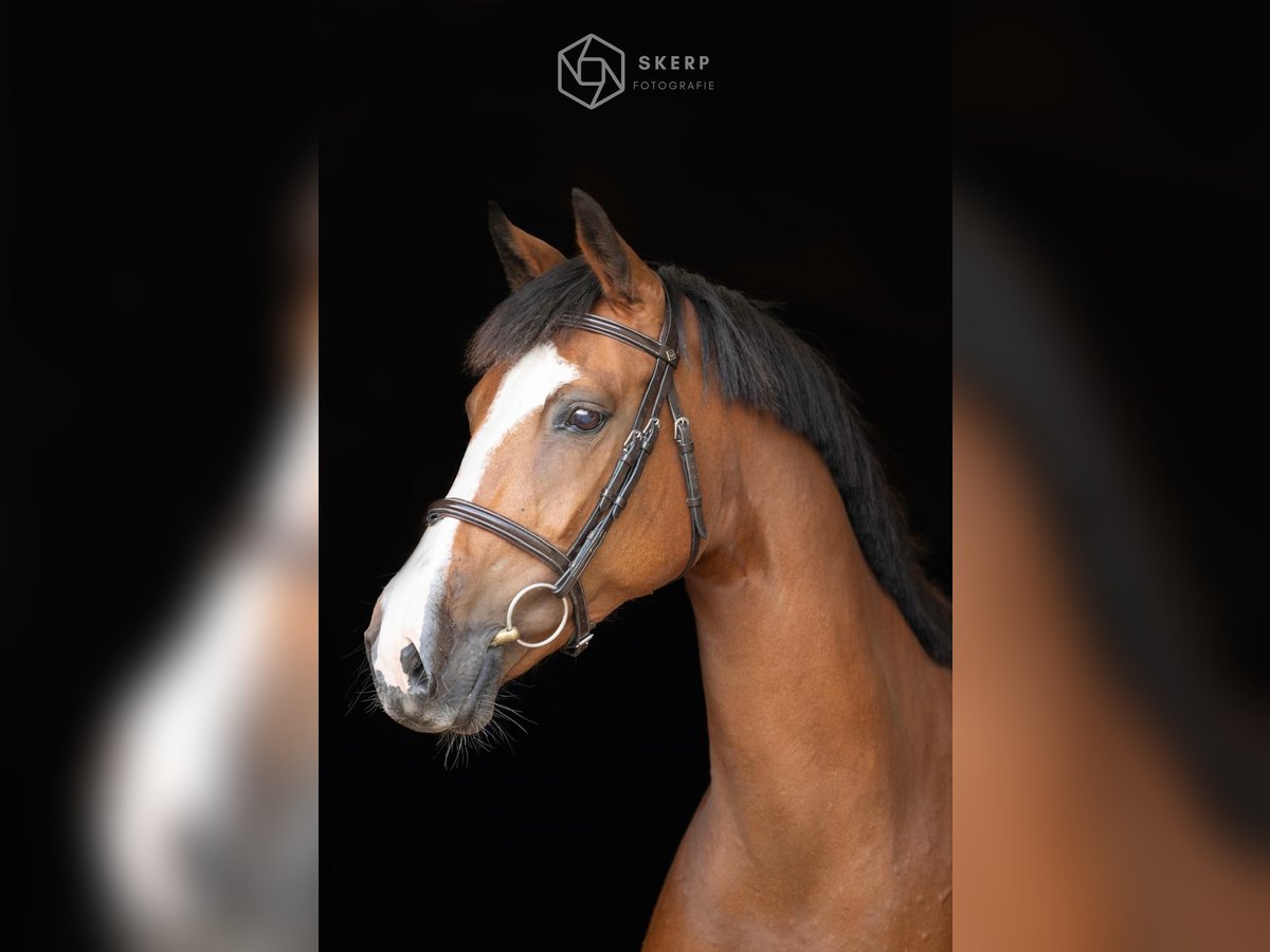 KWPN Mare 11 years 16,2 hh Brown in Surhuisterveen