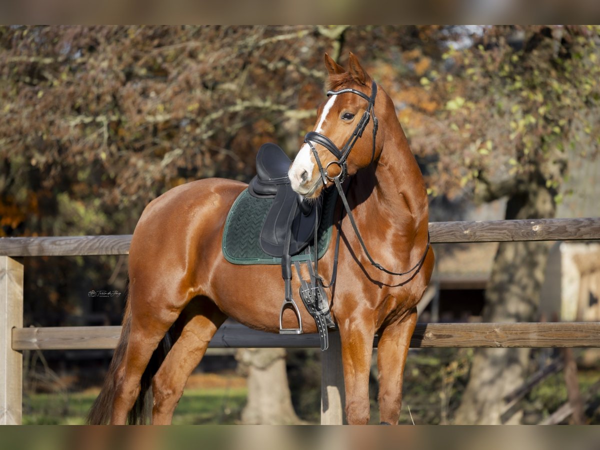 KWPN Mare 12 years 15,2 hh Chestnut-Red in Rhoon