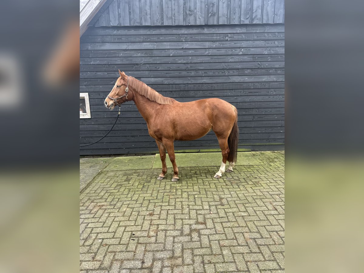 KWPN Mix Mare 12 years 16,1 hh Chestnut-Red in Laren