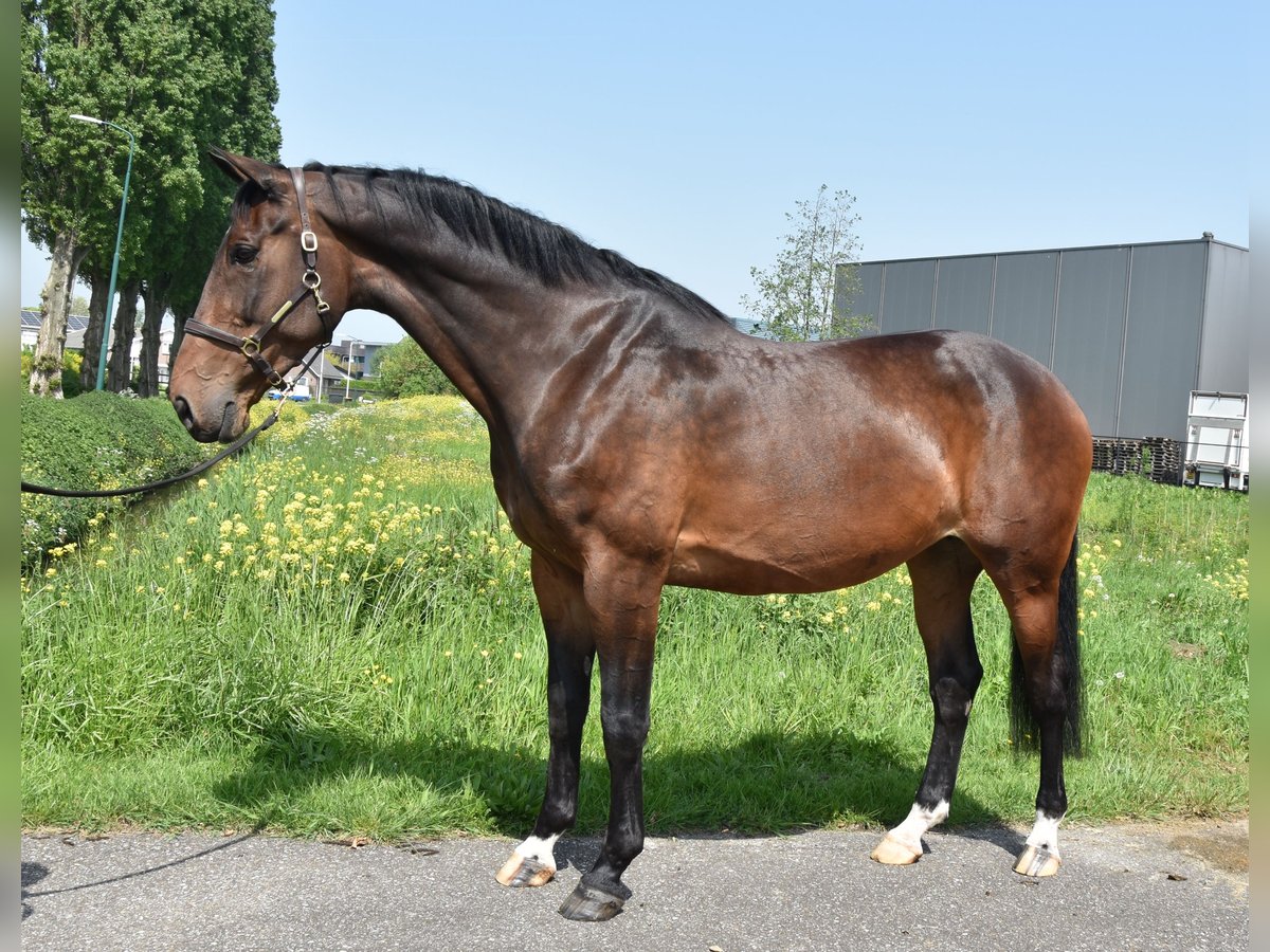 KWPN Mare 12 years 16,2 hh Brown in IJsselsteinein