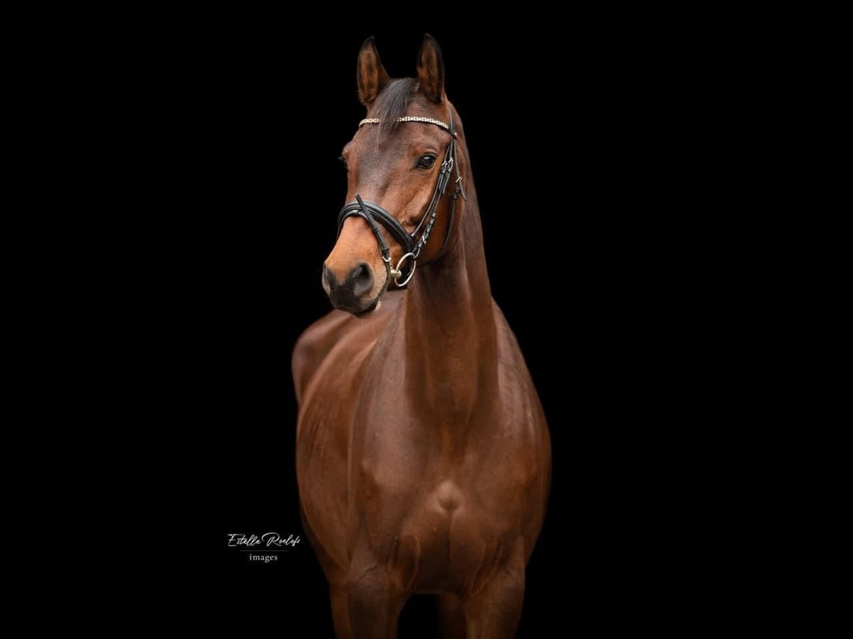 KWPN Mare 12 years 16,2 hh Brown in Lelystad