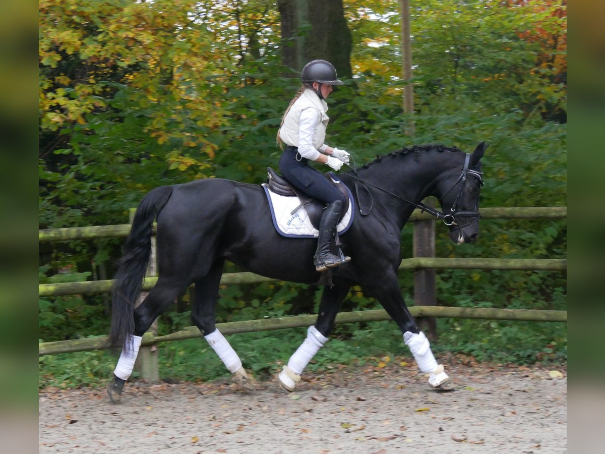 KWPN Mare 12 years 16,2 hh in Dorsten