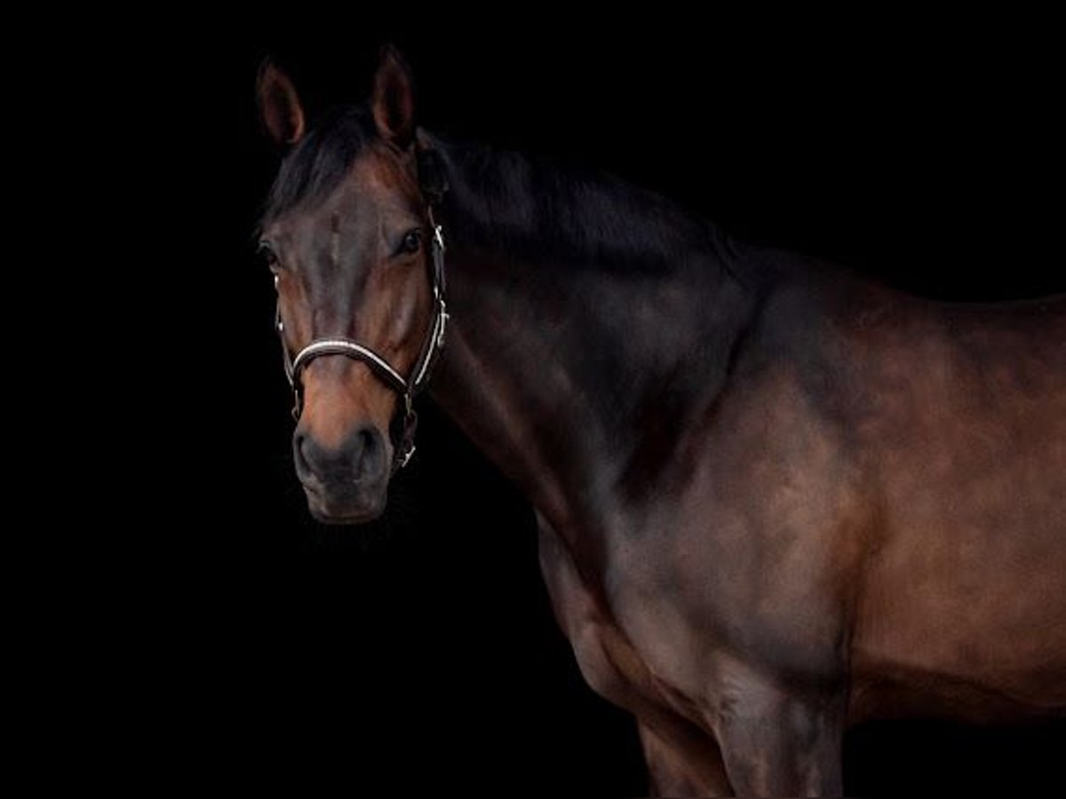 KWPN Mare 12 years 16,3 hh Bay-Dark in Arnsberg