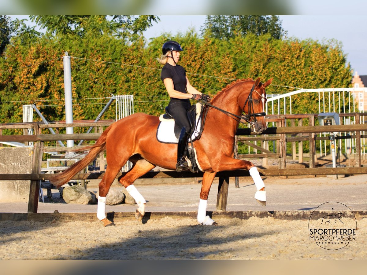 KWPN Mare 12 years 16,3 hh Chestnut-Red in Winschoten