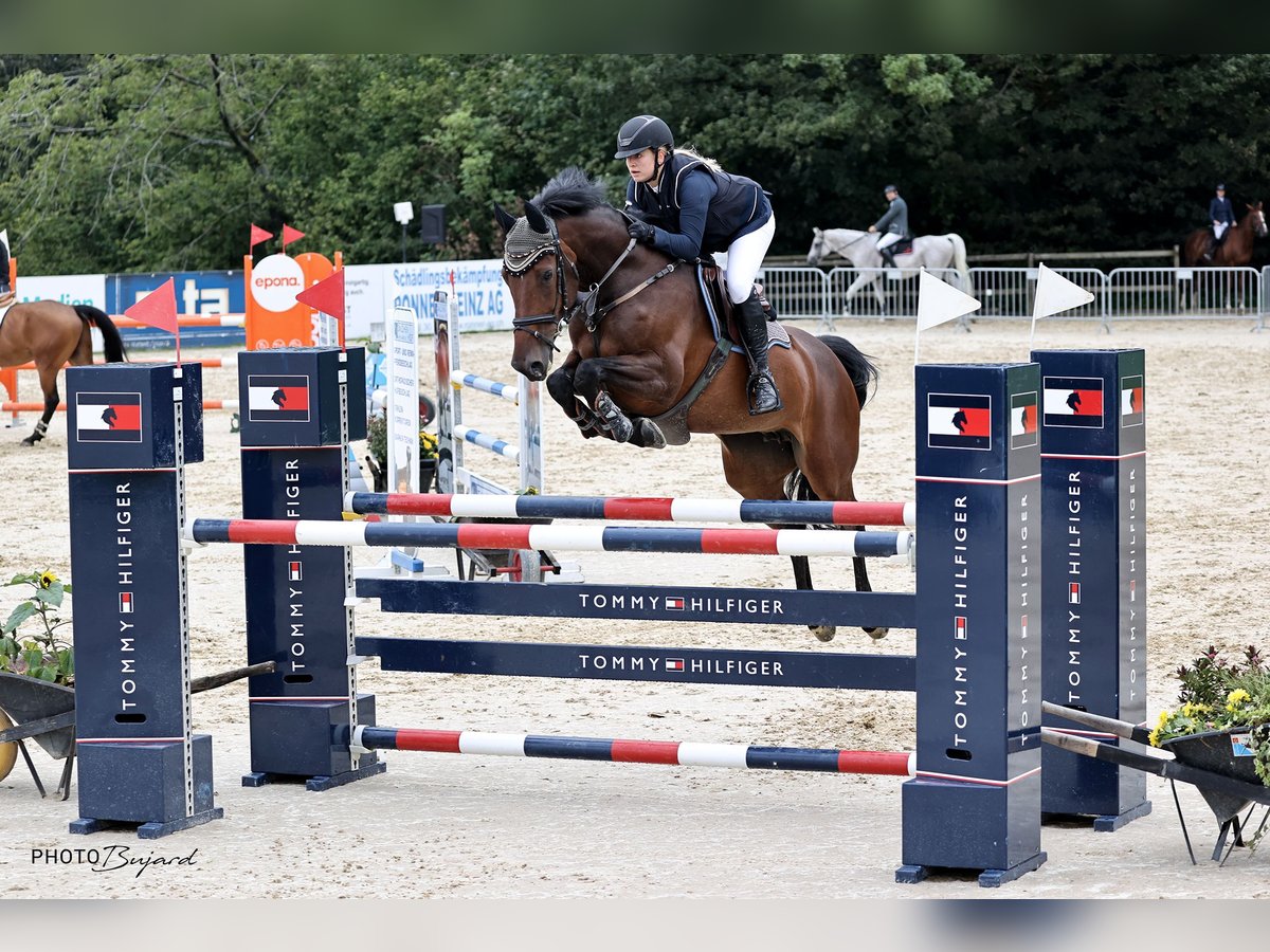 KWPN Mare 12 years 16 hh Brown in Hedingen