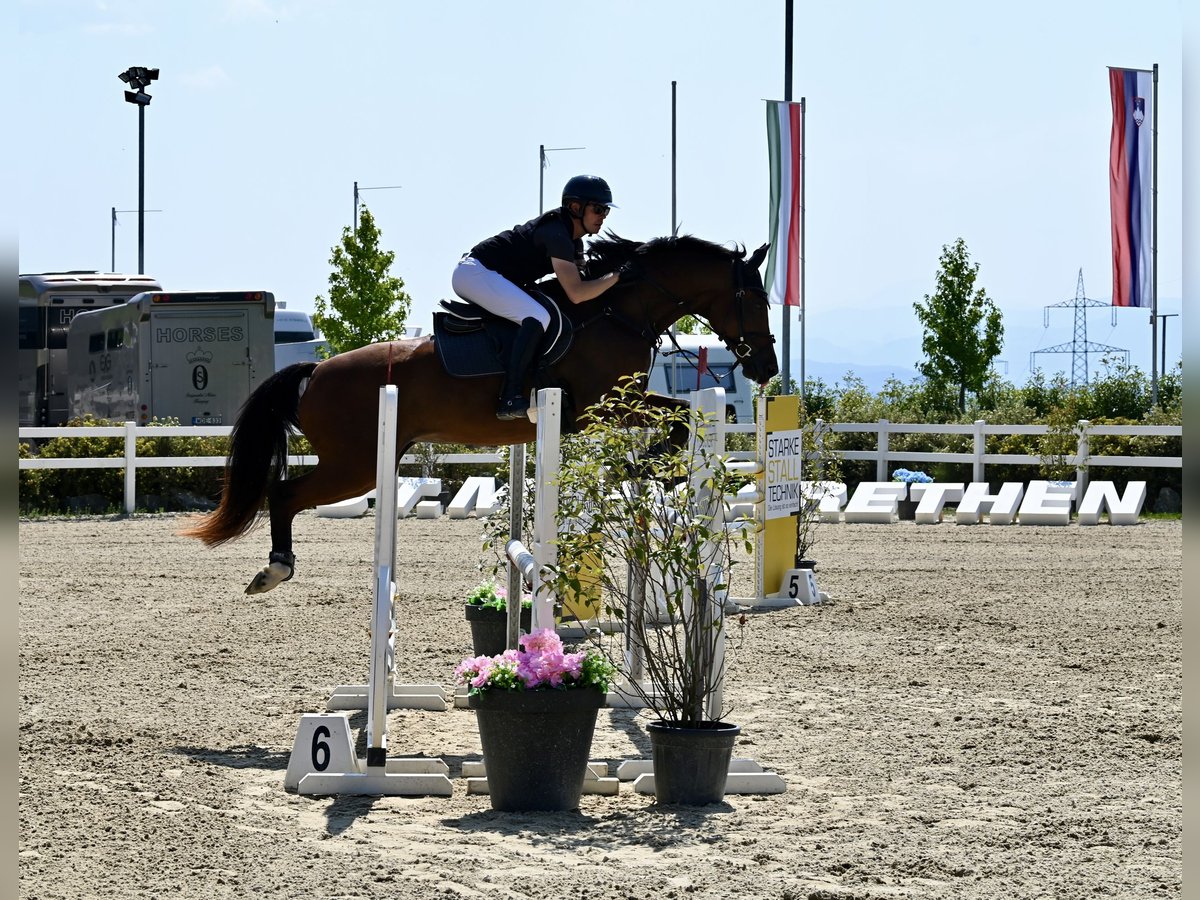 KWPN Mare 12 years 16 hh Brown in Graz Umgebung