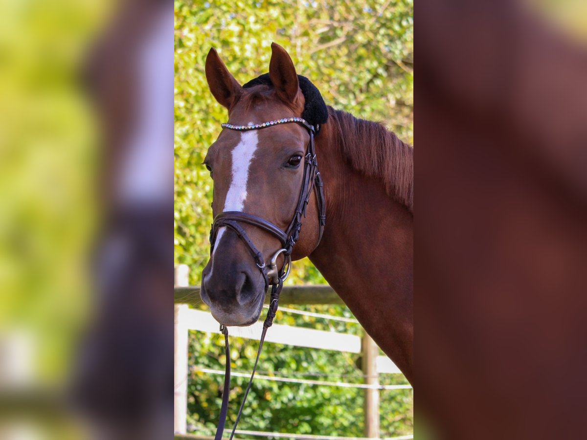 KWPN Mare 12 years 16 hh Chestnut-Red in Sindelfingen