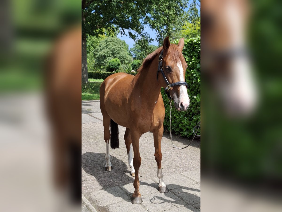 KWPN Mare 12 years 16,1 hh Chestnut-Red in De Lutte