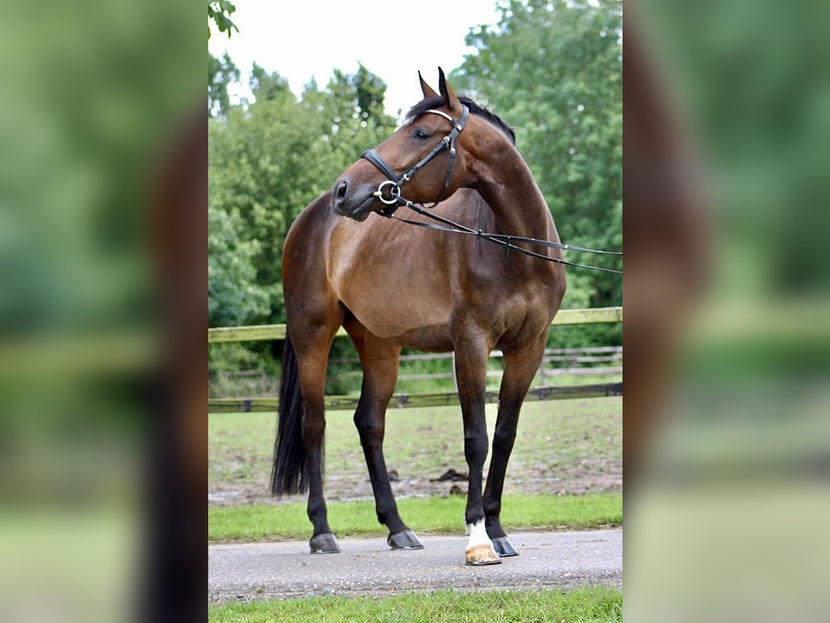 KWPN Mare 12 years 16,2 hh Bay-Dark in K&#xF6;nigswinter