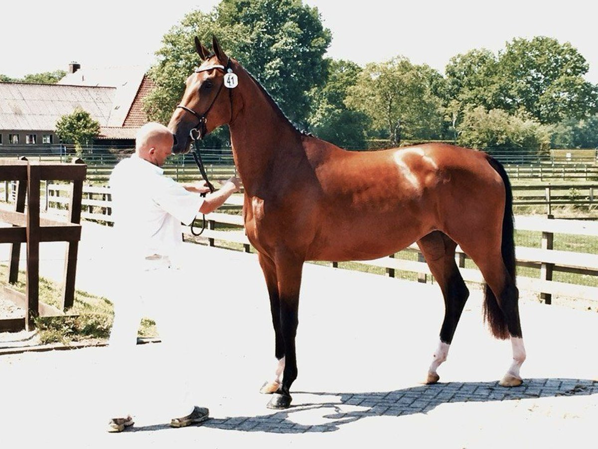 KWPN Mare 12 years Brown in Kalmthout