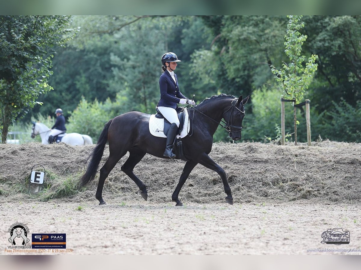 KWPN Mare 13 years 15,2 hh Smoky-Black in Oldenzijl