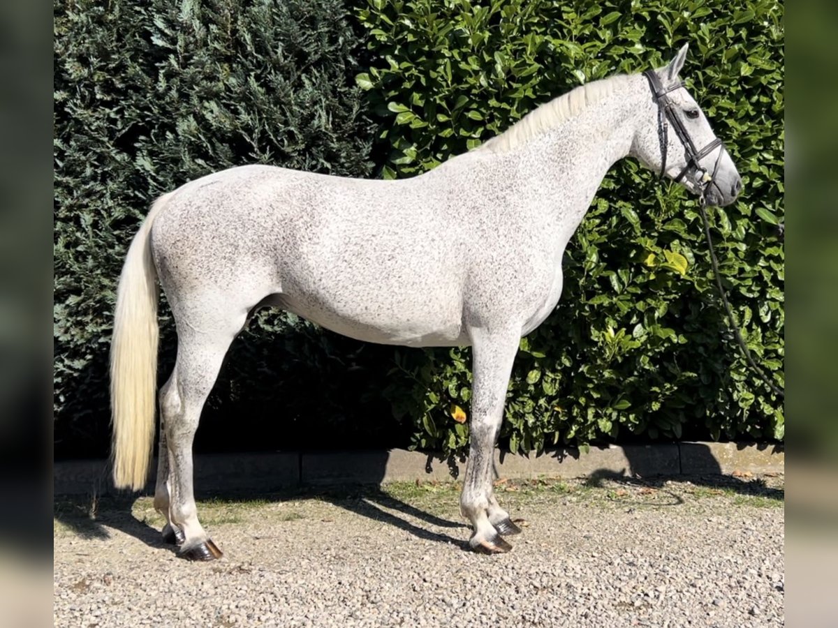 KWPN Mare 13 years 15,3 hh Gray-Fleabitten in Oud Gastel