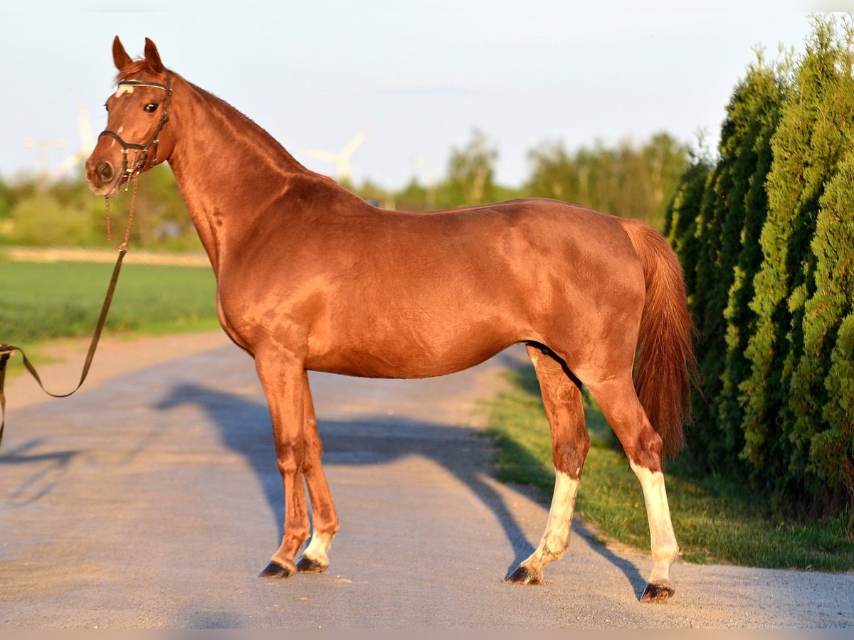 KWPN Mare 13 years 15,2 hh Chestnut-Red in Radziejów
