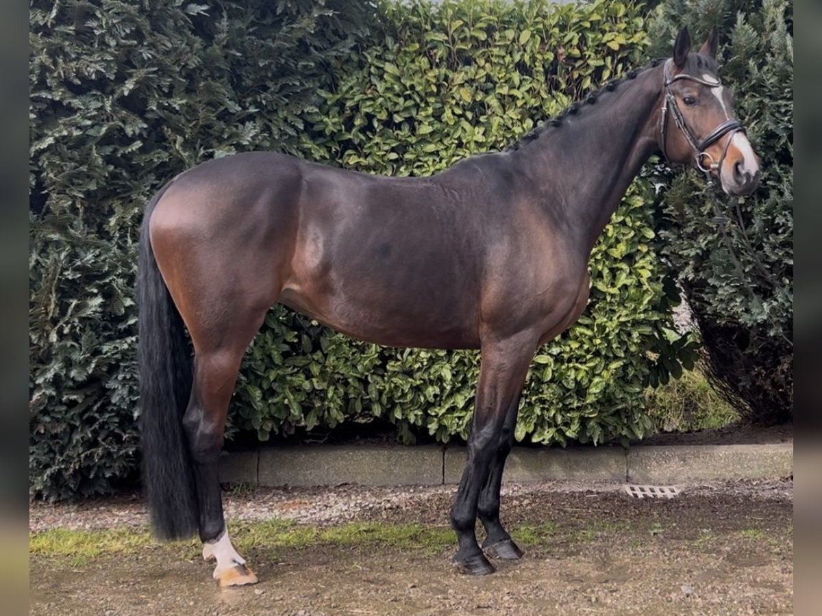 KWPN Mare 13 years 16,1 hh Bay-Dark in Oud Gastel